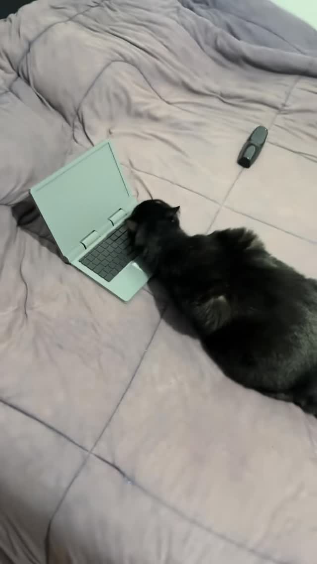 Catbook — the original